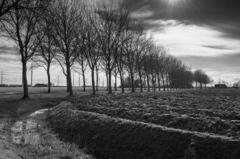 Groningen landschap_hoge bomen_klinkhamerphoto